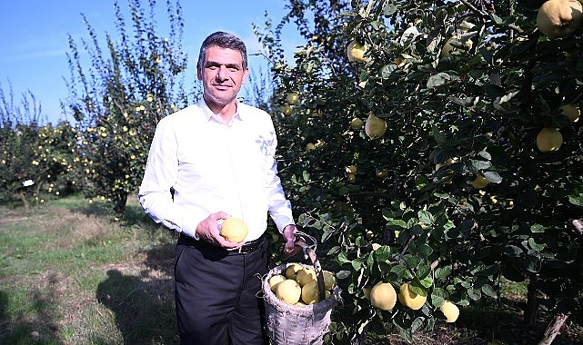 Hasat Başladı, Şimdi Eşme Ayva Festivali Zamanı- Forum Haber
