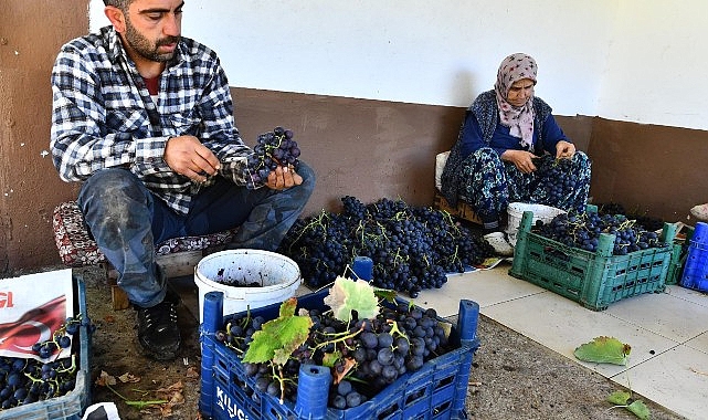 İzmir Büyükşehir Belediyesi 10 ton Kavacık üzümü dağıtıyor- Forum Haber