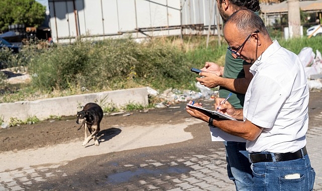 Sahipsiz Köpek Popülasyonu Yönetimi İzmir Eylem Planı uygulanıyor- Forum Haber