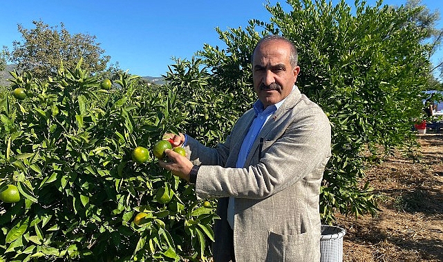 Satsuma mandalinanın ihracat yolculuğu 18 Ekim’de başlıyor- Forum Haber