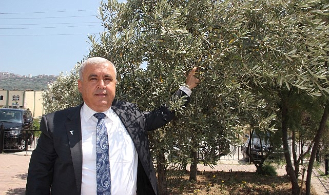 Sofralık zeytin ihracatında tarihi rekor… Sofralık zeytin ihracatı 210 milyon dolara ulaştı- Forum Haber