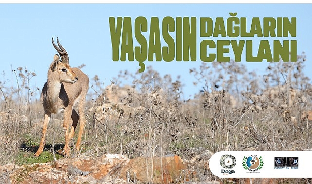 Hatay Dağ Ceylanlarının Geleceği için Yeni Adımlar Atılıyor.- Forum Haber