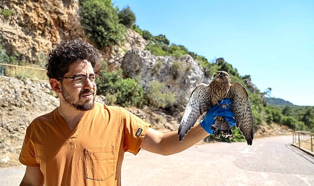 Yetişkinliğe erişen kerkenez yavruları doğal ortamlarına bırakıldı- Forum Haber